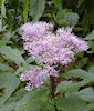 joe pye weed, eupatorium maculatum